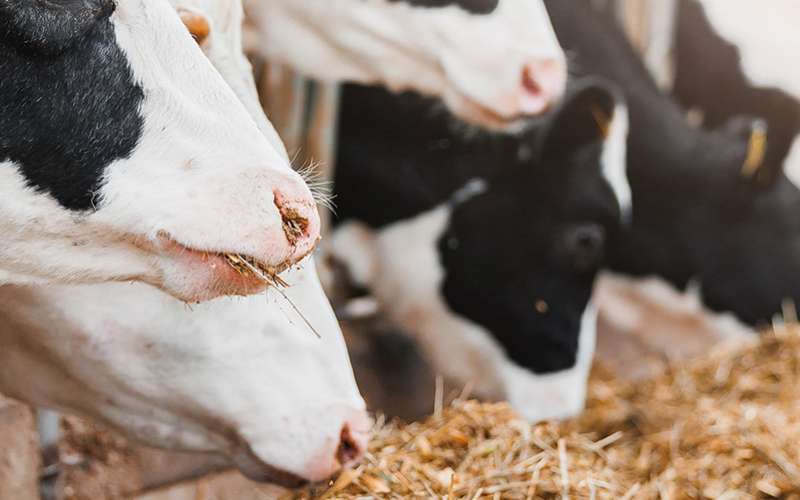 Fornitura sale per allevamenti e mangimistica